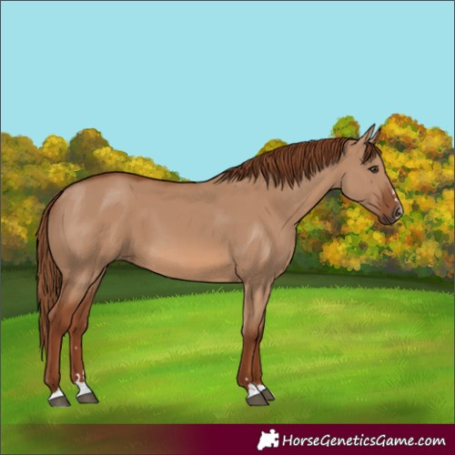 Horse Color:Red Dun 