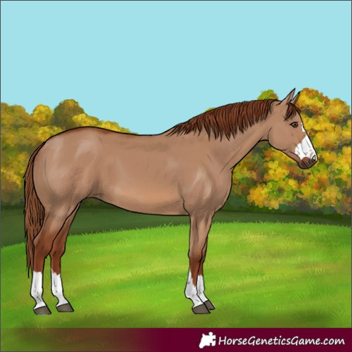 Horse Color:Red Dun 