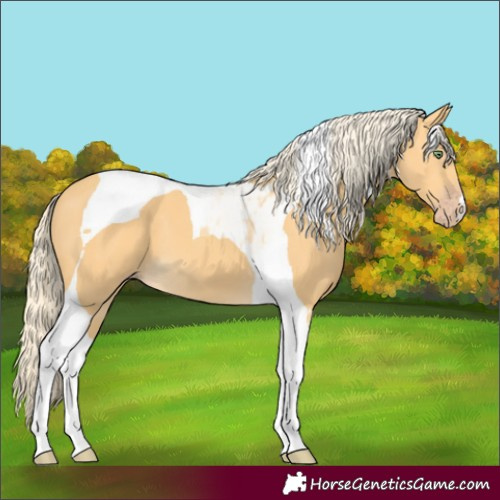 Horse Color:Gold Cream Champagne Tobiano 