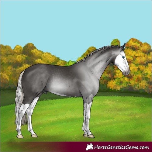 Horse Color:Gray Silver Black Splash 