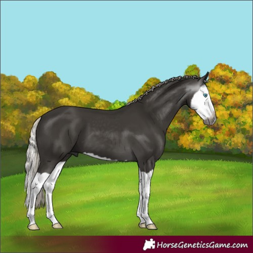 Horse Color:Gray Silver Black Splash 