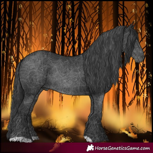 Horse Color:Black 