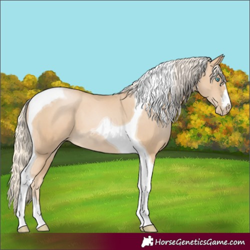 Horse Color:Palomino Pearl Tobiano 