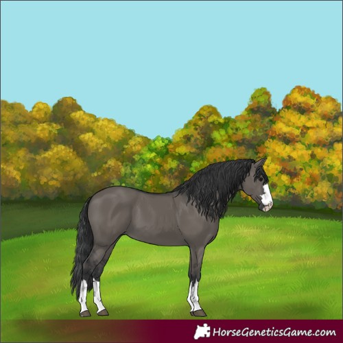 Horse Color:Grullo 
