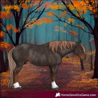 Horse Color:Liver Chestnut Rabicano