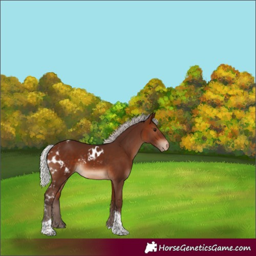 Horse Color:Silver Brown Tobiano Skewed Appaloosa 