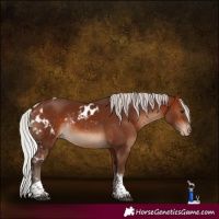 Horse Color:Silver Brown Tobiano Skewed Appaloosa