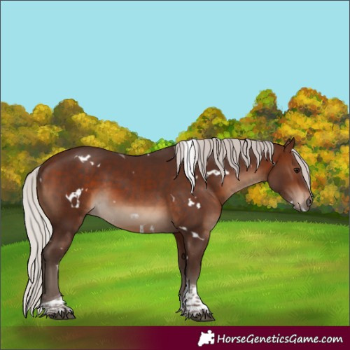 Horse Color:White Spotted Silver Brown Tobiano