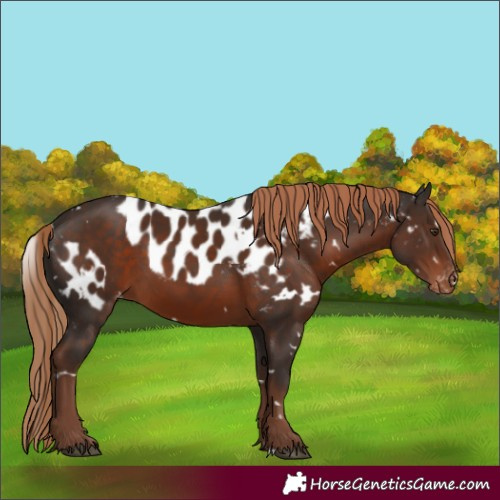 Horse Color:White Spotted Liver Chestnut Skewed Appaloosa