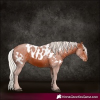 Horse Color:White Spotted Silver Bay Skewed Appaloosa 