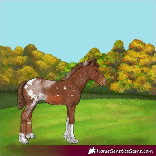 Horse Color:White Spotted Chestnut Tobiano Skewed Appaloosa 