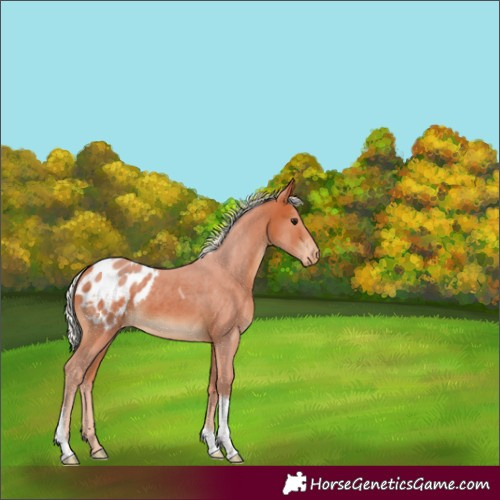 Horse Color:Silver Bay Tobiano Appaloosa Rabicano 