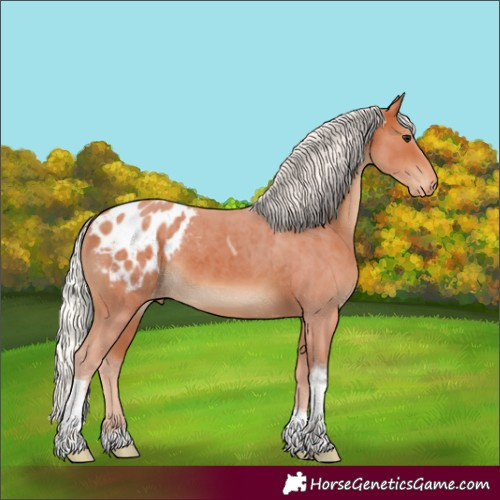 Horse Color:Silver Bay Tobiano Appaloosa Rabicano 