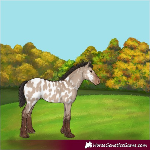 Horse Color:Liver Red Dun Appaloosa 