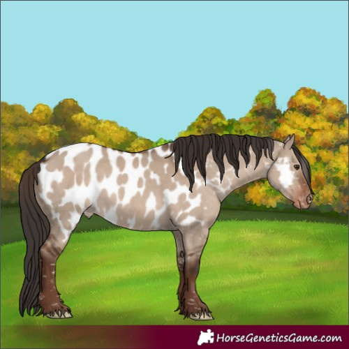 Horse Color:Liver Red Dun Appaloosa