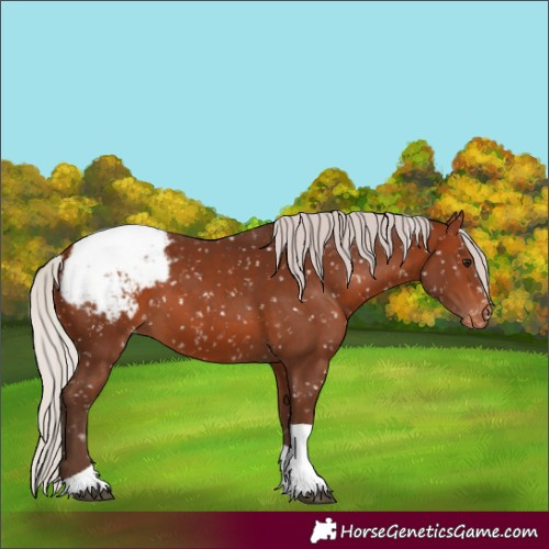 Horse Color:Silver Brown Tobiano Appaloosa