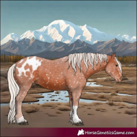 Horse Color:Silver Brown Tobiano Appaloosa 
