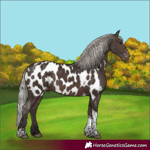 Horse Color:Silver Brown Tobiano Appaloosa 