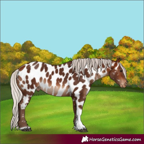 Horse Color:Silver Brown Tobiano Appaloosa 
