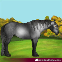 Horse Color:Gray Black