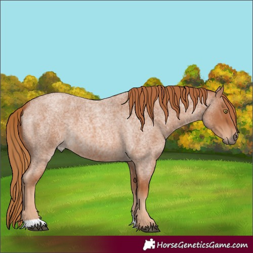 Horse Color:Red Roan 