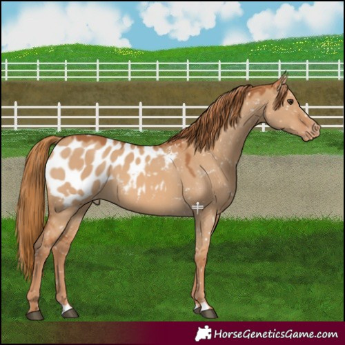 Horse Color:Red Dun Appaloosa 