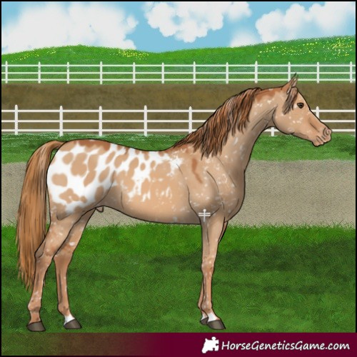 Horse Color:Red Dun Appaloosa 