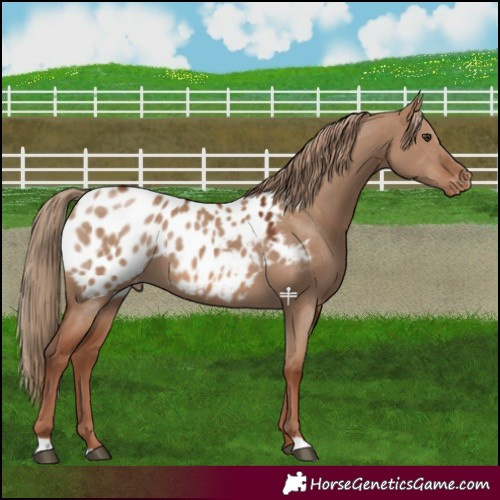 Horse Color:Red Dun Appaloosa 