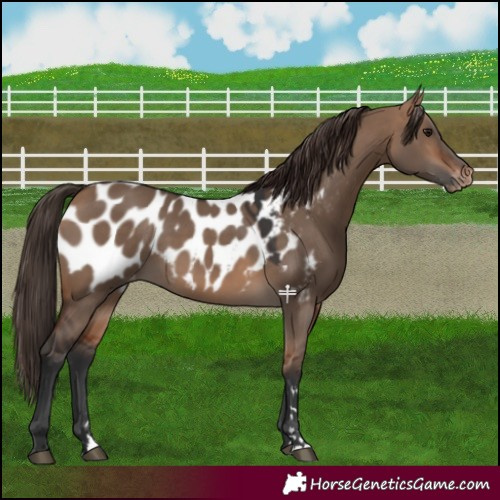 Horse Color:Bay Dun Blanket