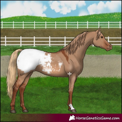 Horse Color:Red Dun Snowcap 