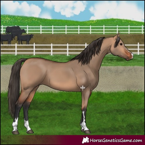 Horse Color:Bay Dun