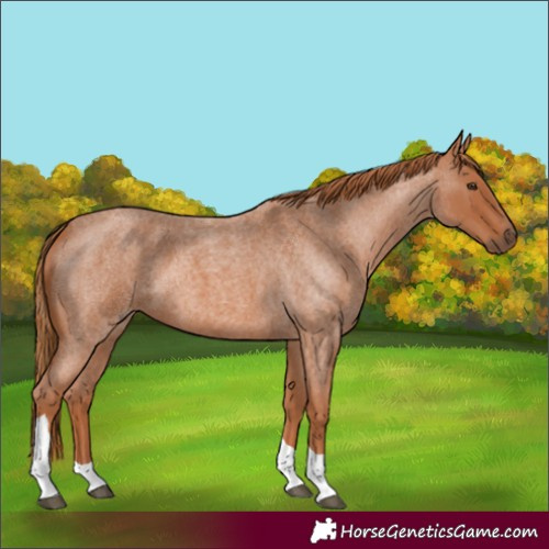 Horse Color:Red Roan Tobiano 