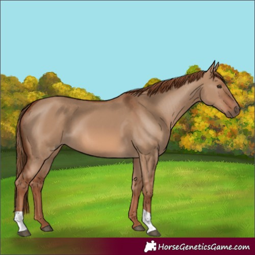 Horse Color:Red Dun 