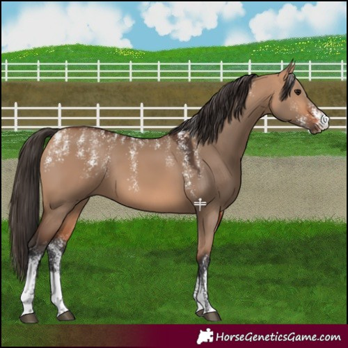 Horse Color:Powder White Bay Dun