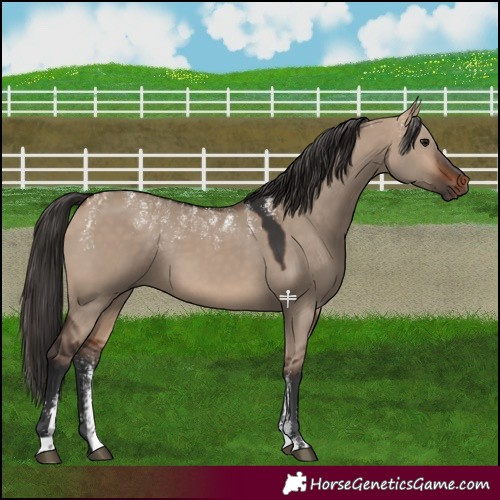 Horse Color:Powder White Bay Dun 