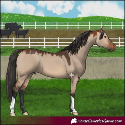 Horse Color:Bay Dun 