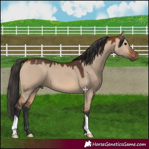 Horse Color:Bay Dun 