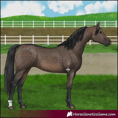 Horse Color:Brown Dun