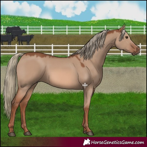 Horse Color:Red Dun Mushroom 