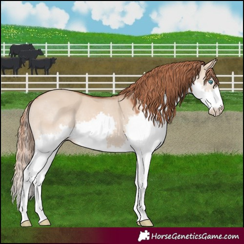 Horse Color:Red Dun Splash
