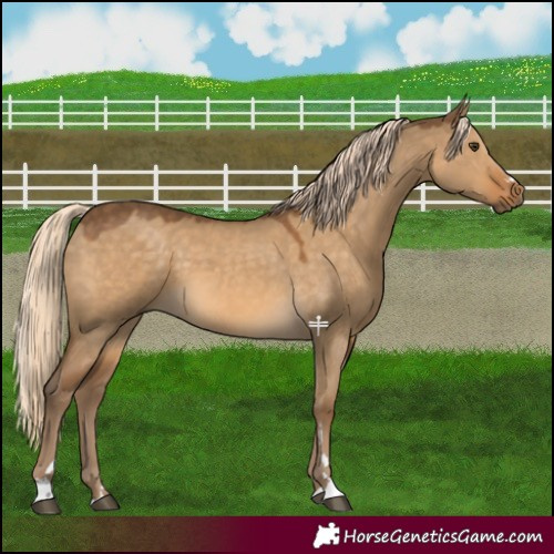 Horse Color:Chocolate Palomino Dun 