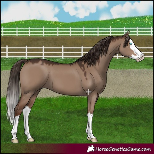 Horse Color:Liver Red Dun Splash