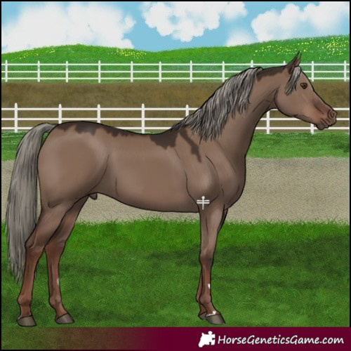 Horse Color:Liver Red Dun Mushroom 