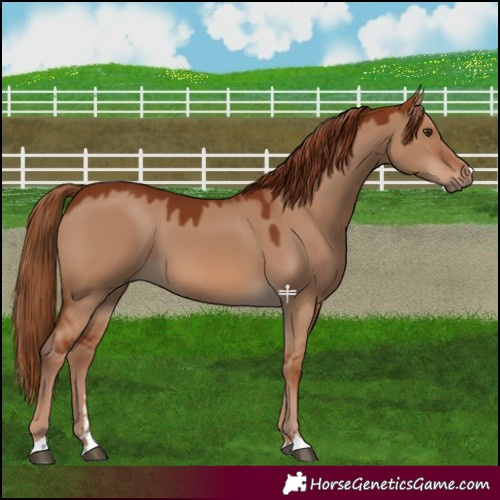 Horse Color:Red Dun