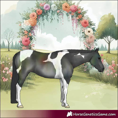 Horse Color:Black Tobiano 