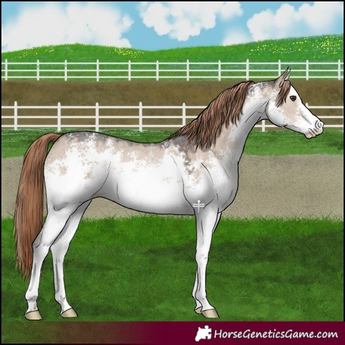 Horse Color:White Spotted Liver Red Dun Sabino Rabicano