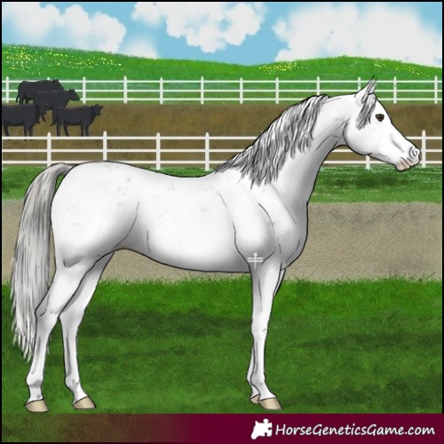 Horse Color:Liver Red Dun Mushroom Sabino Splash 