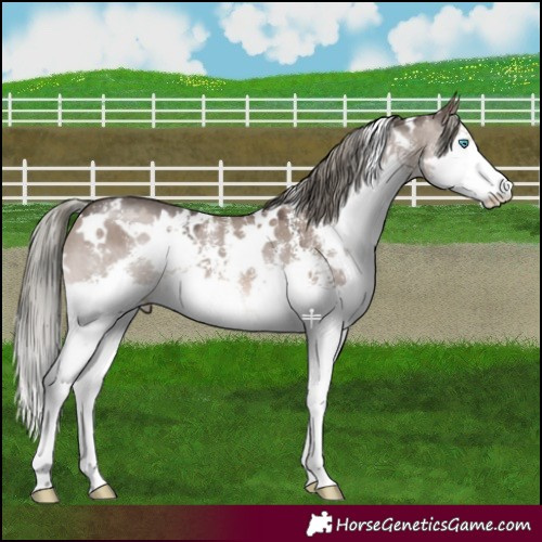 Horse Color:White Spotted Liver Red Dun Mushroom Sabino Splash