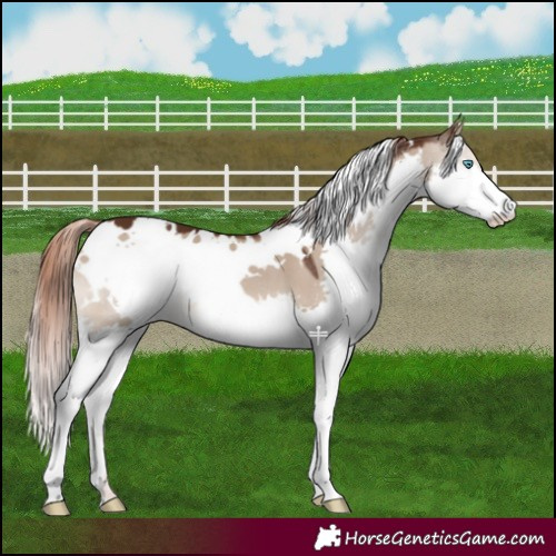 Horse Color:White Spotted Liver Red Dun Splash 