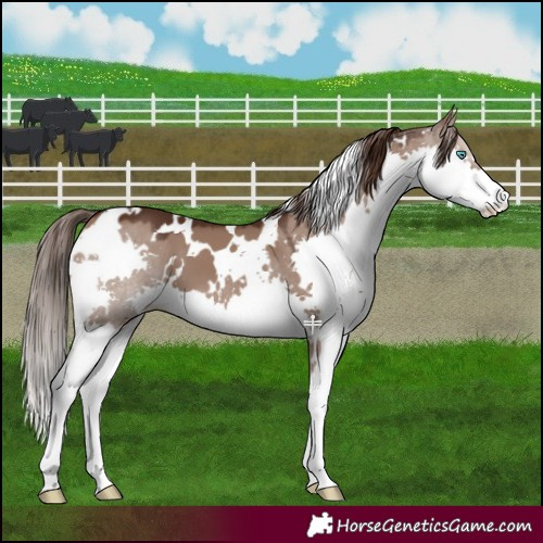 Horse Color:White Spotted Liver Red Dun Splash 